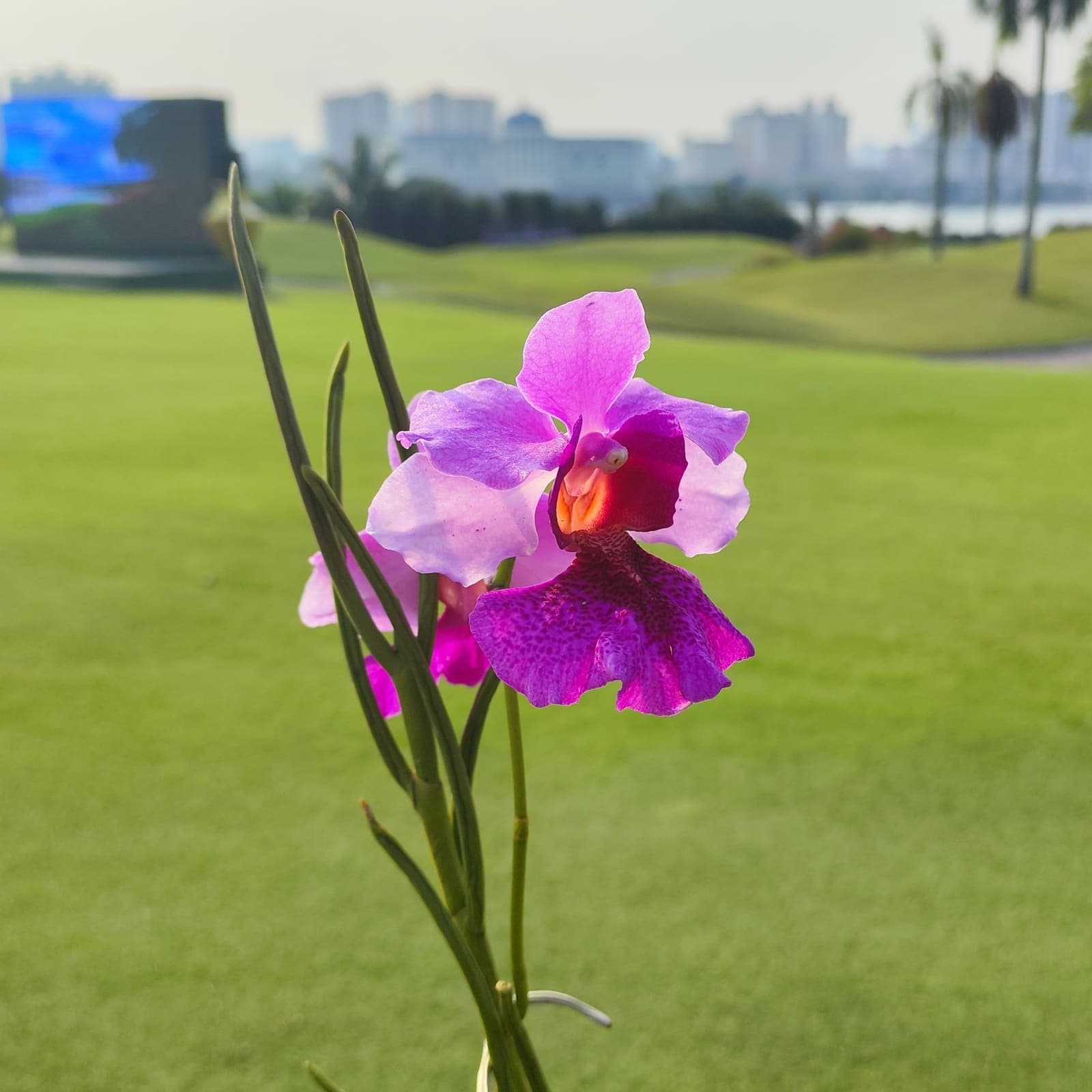 A Bamboo Orchid in bloom on the course, with fairways and the Kuala Lumpur skyline beyond