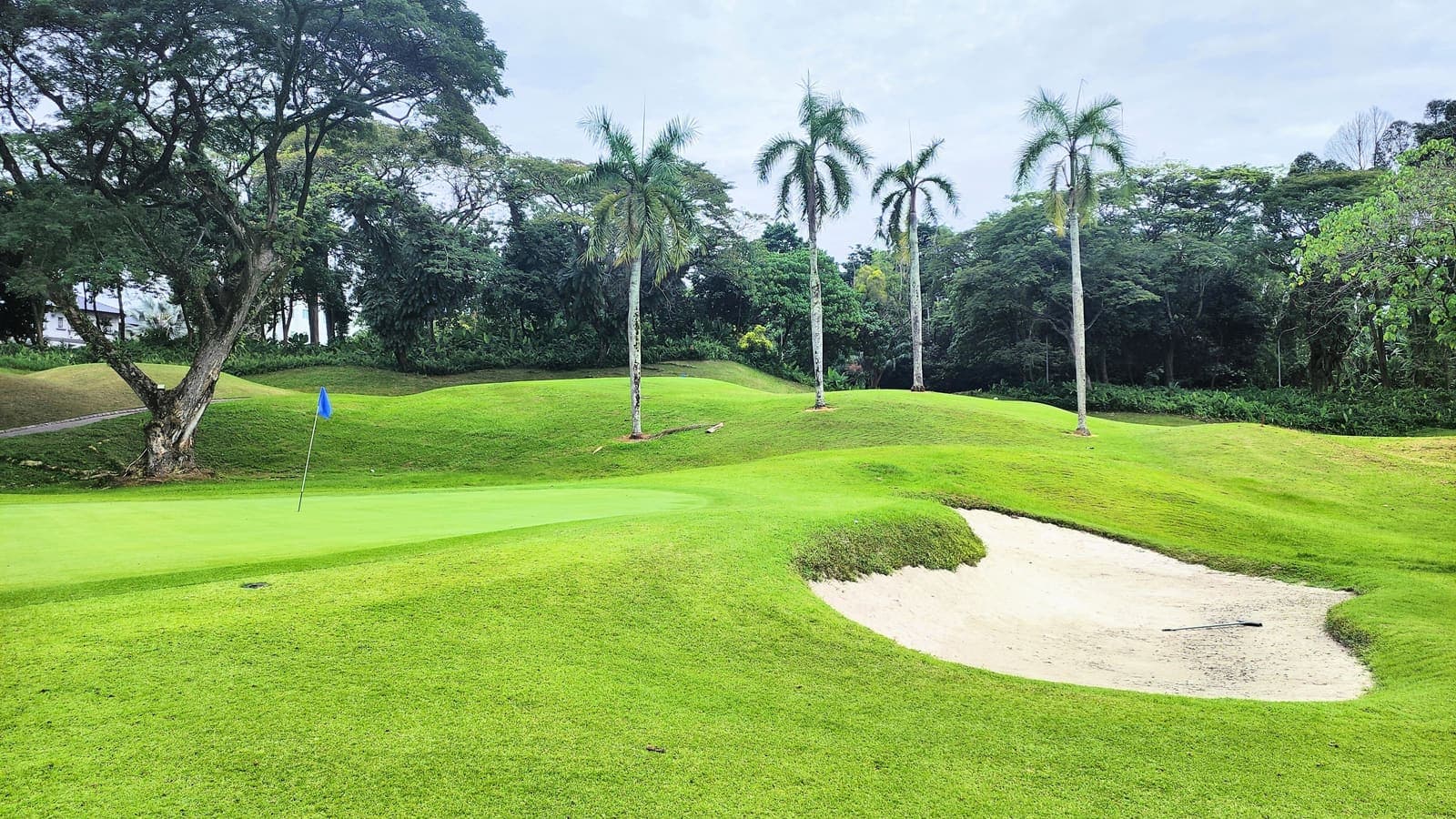 A chipping green with a greenside bunker, bordered by royal palms