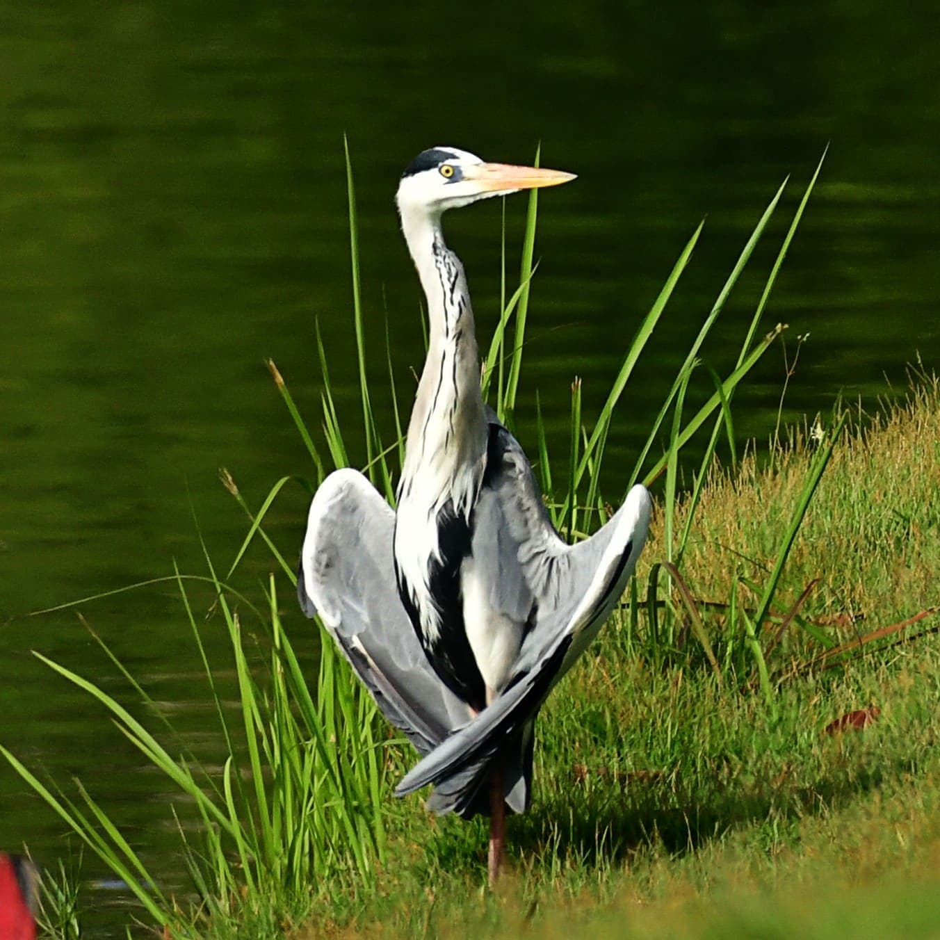 A Grey Heron stretching its wings at the water's edge, reeds and lake behind