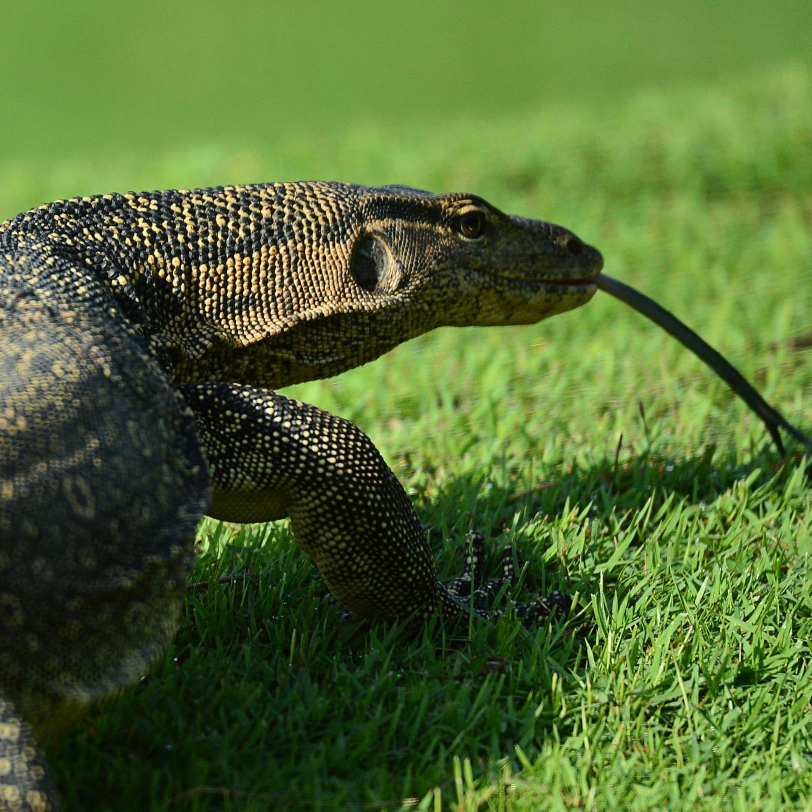 A Malayan Water Monitor on the fairway, its forked tongue extended as it forages in the grass