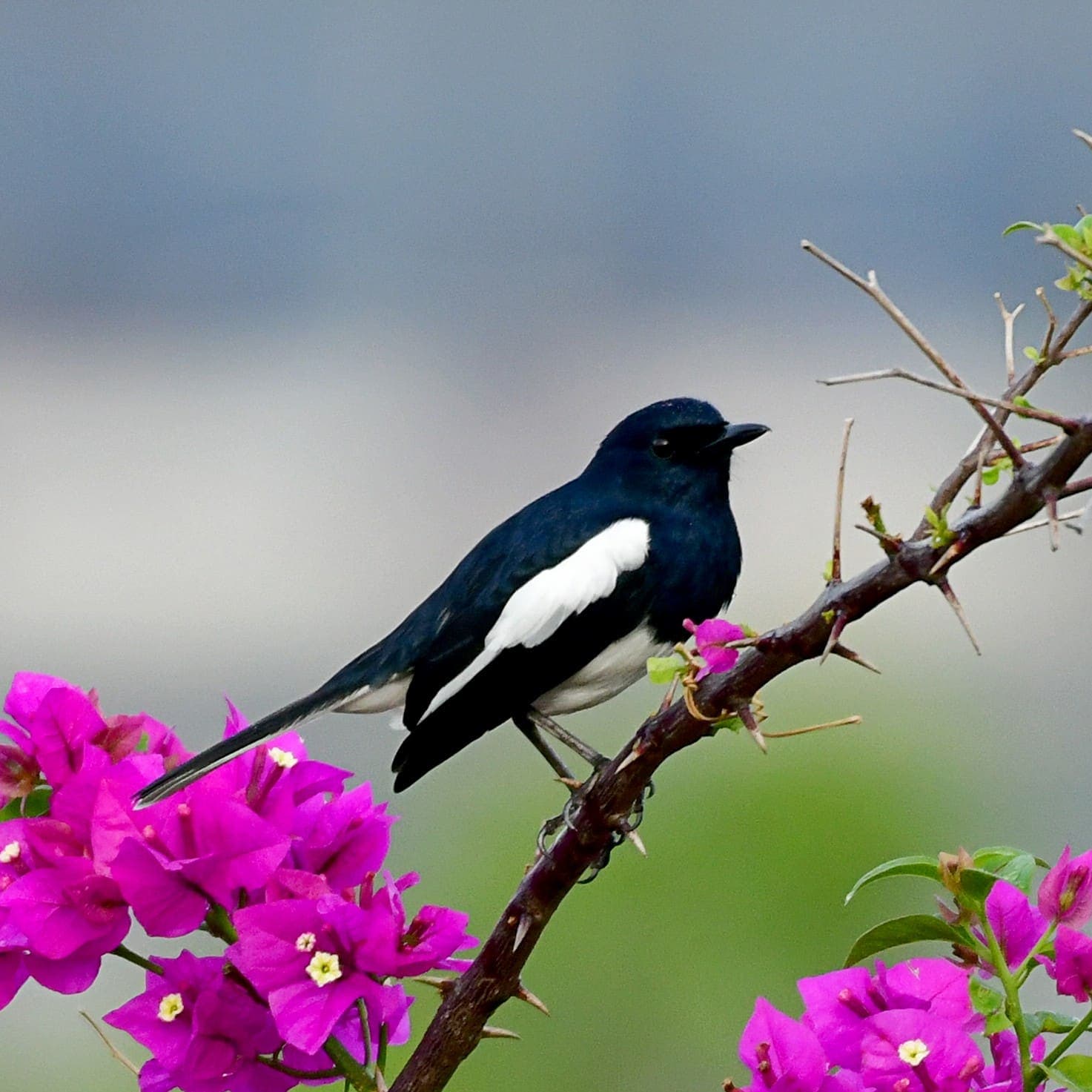 An Oriental Magpie-Robin perched on a thorny branch beside bright pink bougainvillea blooms
