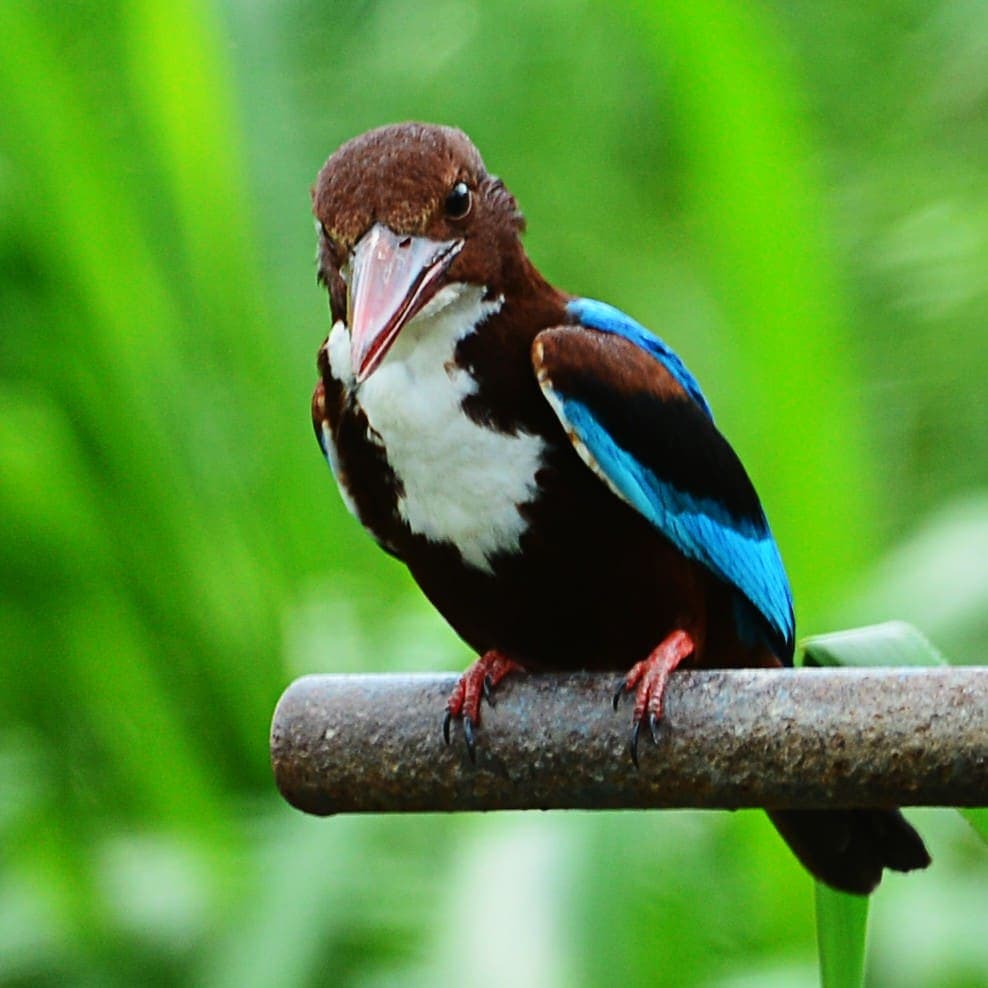 A White-throated Kingfisher perched on a metal rail against a lush green backdrop