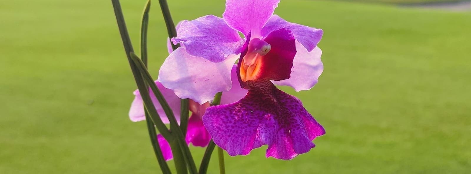 Bamboo Orchid with delicate lilac petals