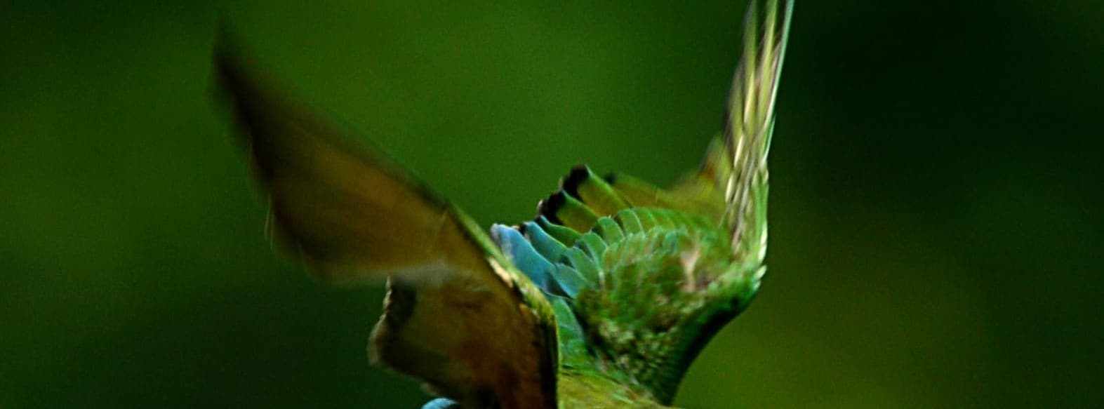 A Blue-tailed Bee-eater perched, showing its iridescent green plumage