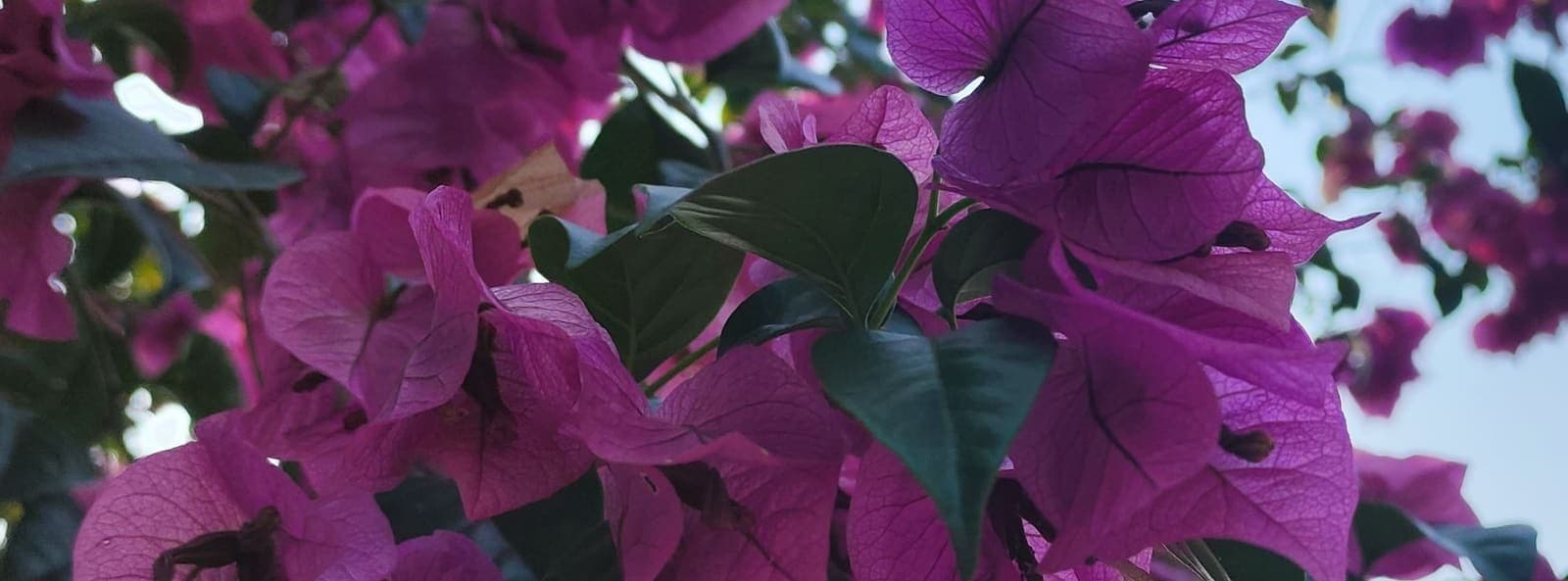 Bougainvillea with pink and purple bracts