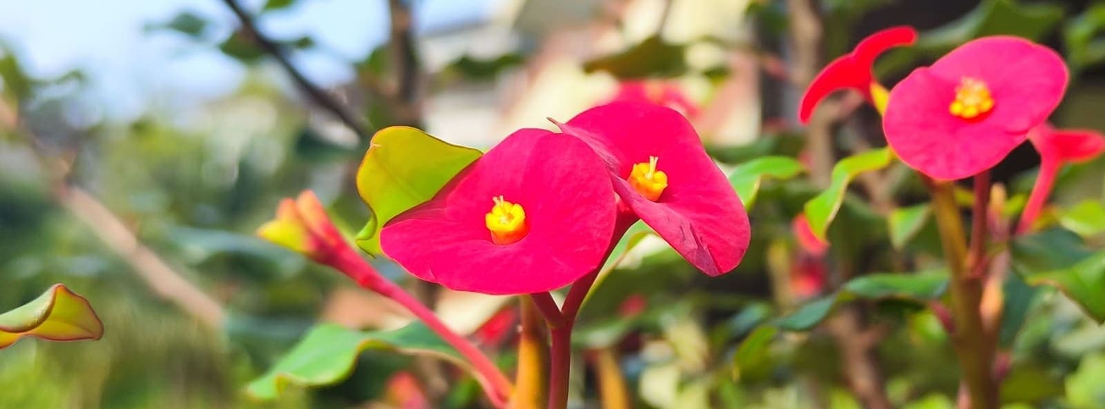 Crown of Thorns, bold red flowers amid spiny stems