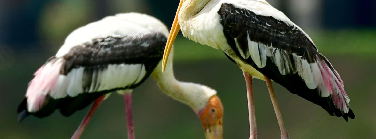 The lakeside habitat on the course where the Painted Stork is regularly sighted (no species portrait was captured)