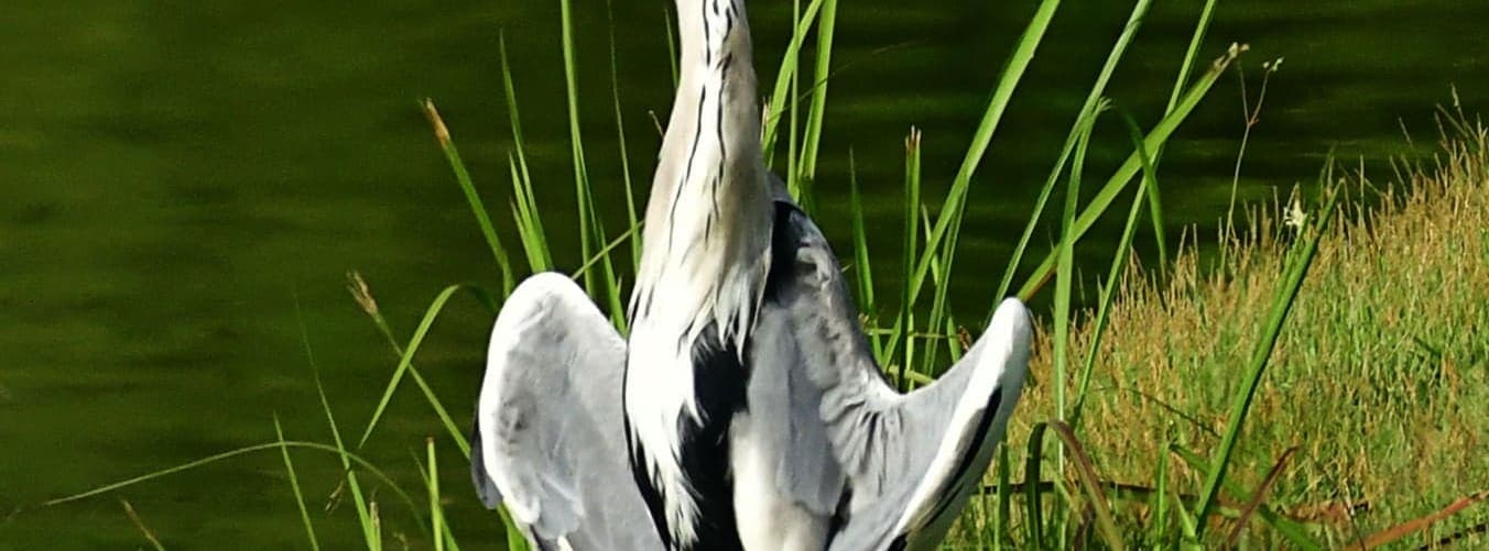 A Grey Heron standing at the water's edge