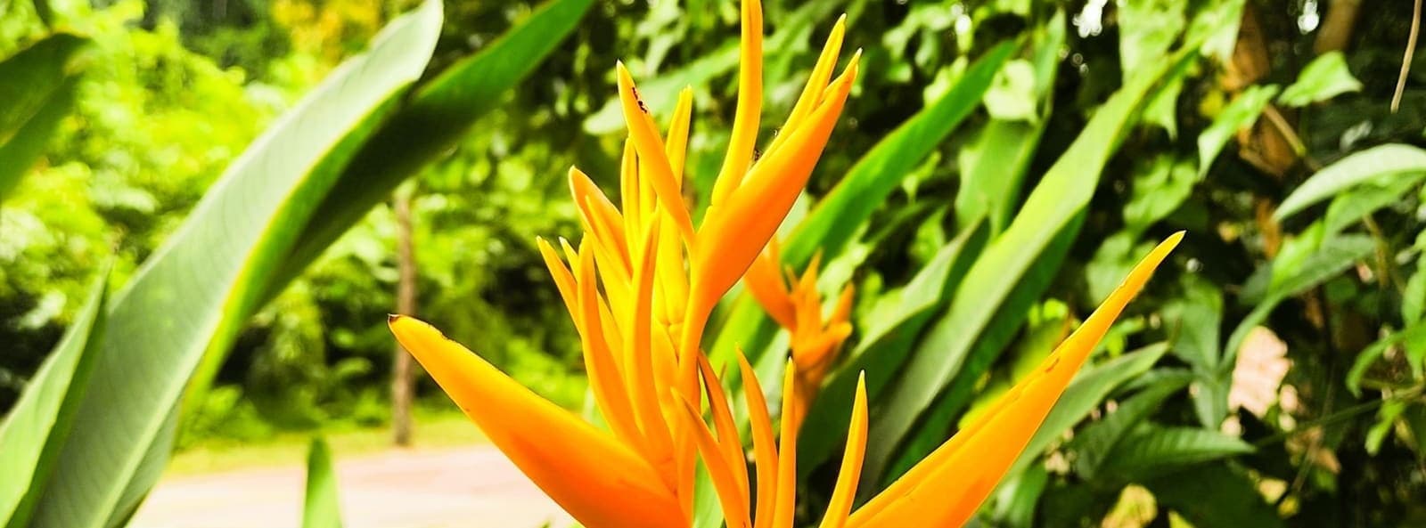 Heliconia with fiery orange bracts