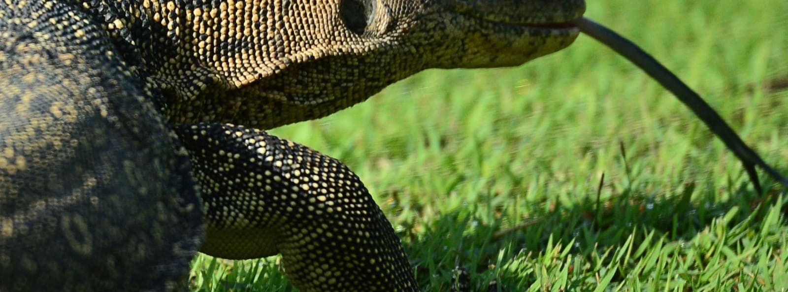A Malayan Water Monitor at the edge of the course