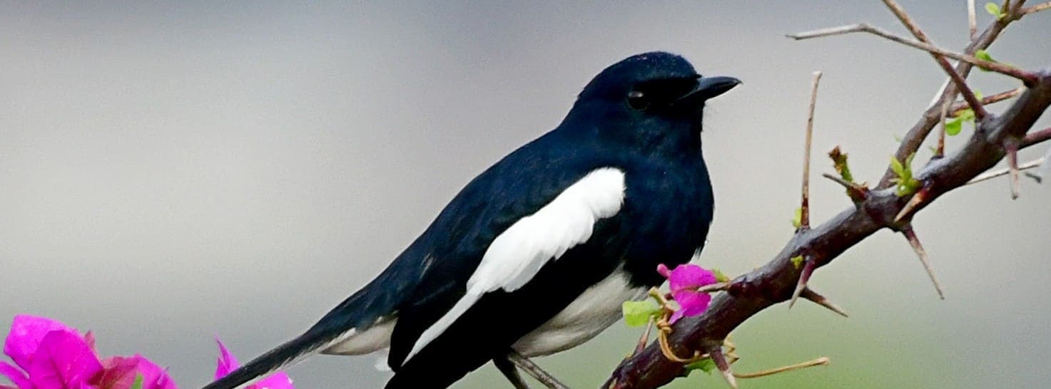 An Oriental Magpie-Robin, black-and-white songbird