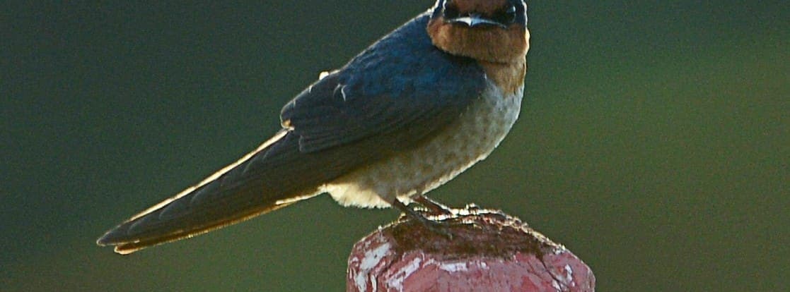 A Pacific Swallow in flight
