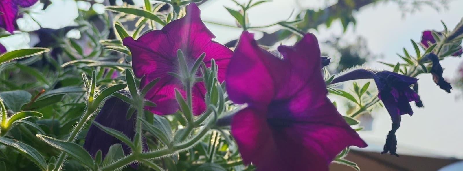 Petunia blooms in rich purple hues