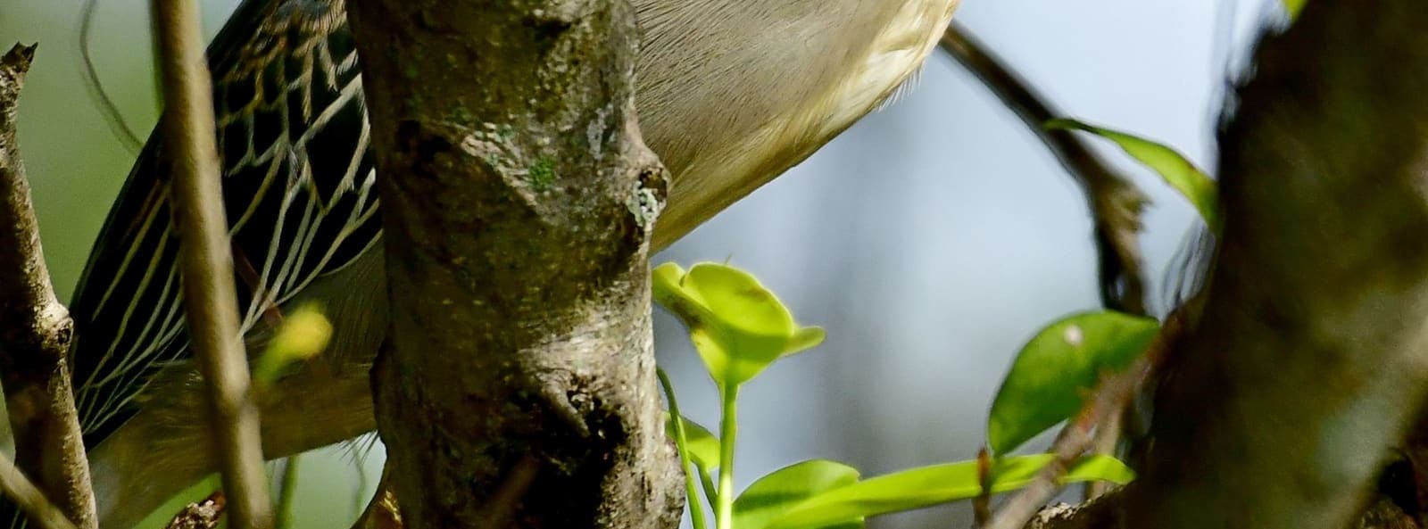 A Striated Heron blending into waterside foliage