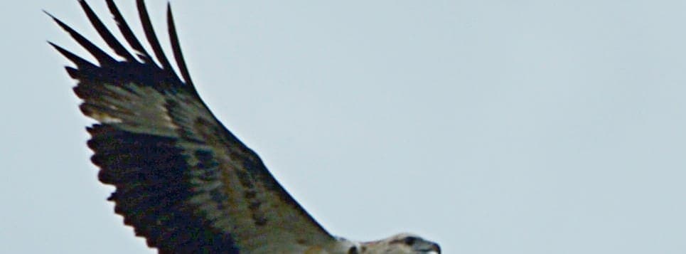 A White-bellied Sea Eagle in flight above the course