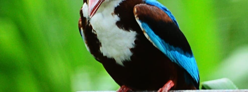 A White-throated Kingfisher perched near the water