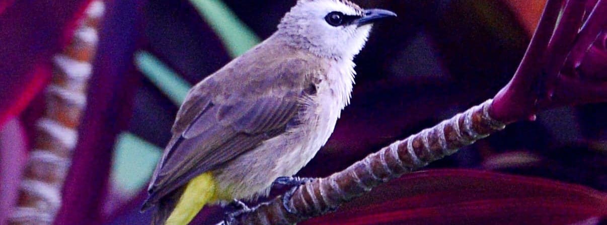 A Yellow-vented Bulbul perched in a tree